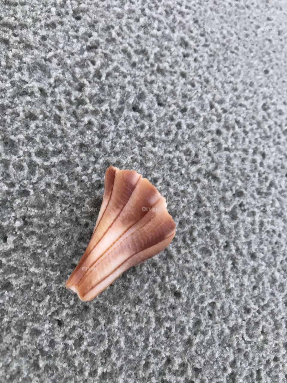 I see seashell on the seashore 