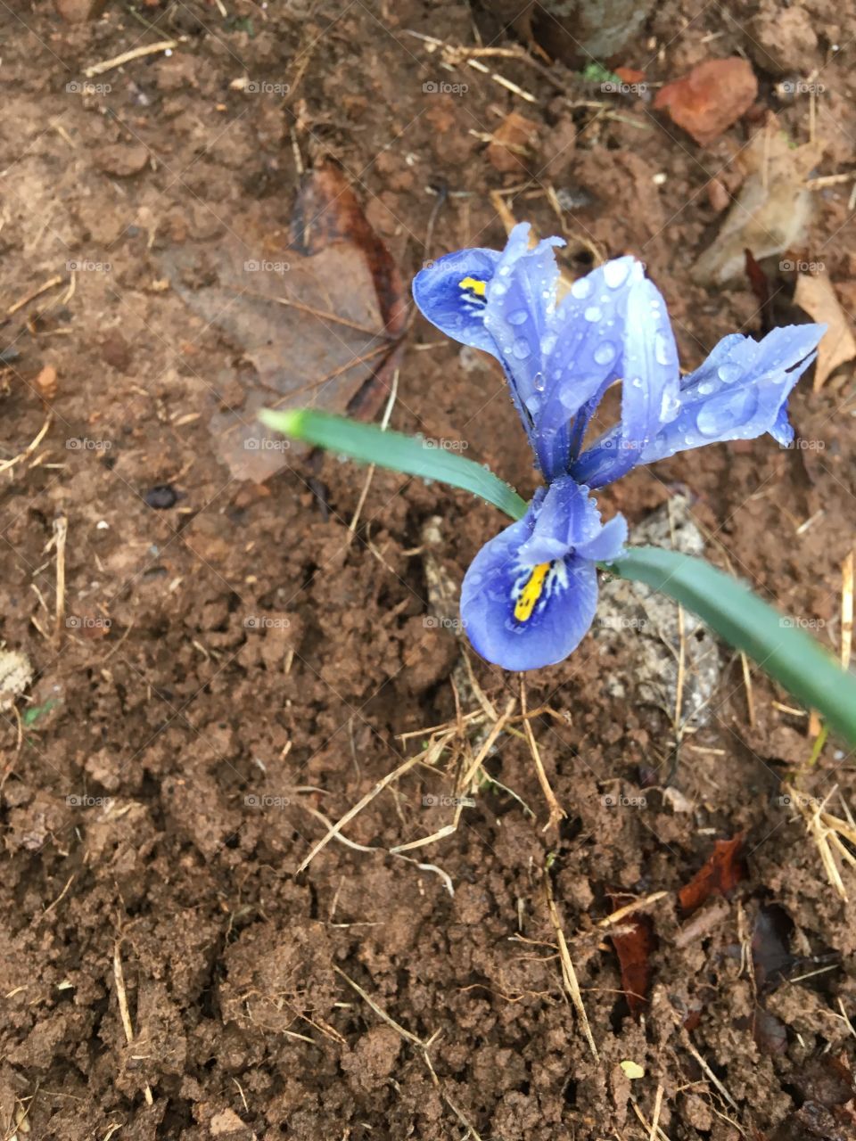 Just one of my newly bought lilies for just $1.00 for six in a pack! Bought eight packs.
