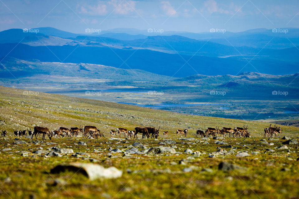 Reindeers in Sweden