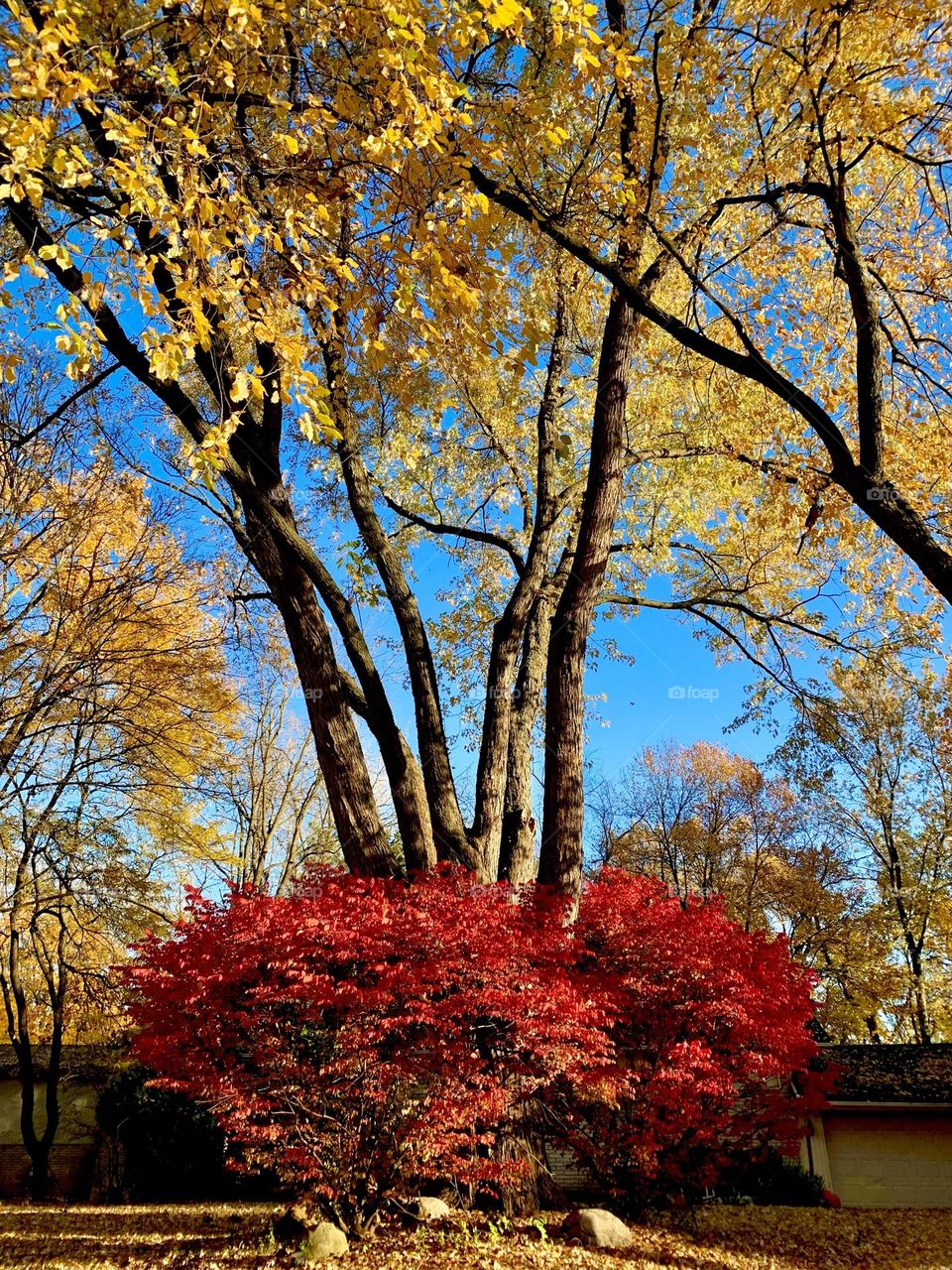Beautiful Fall Colors 