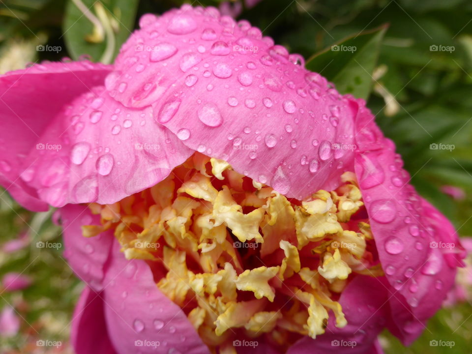 Pink peony flower with raindrops 