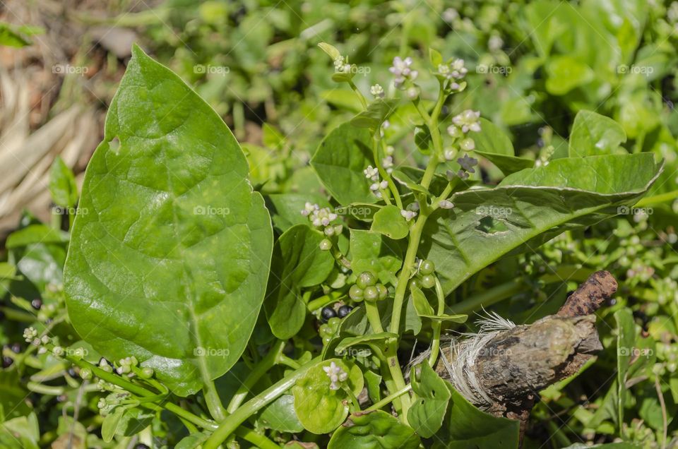 Malabar Spinach