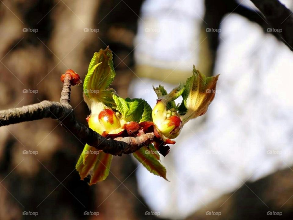 Chestnut tree bud