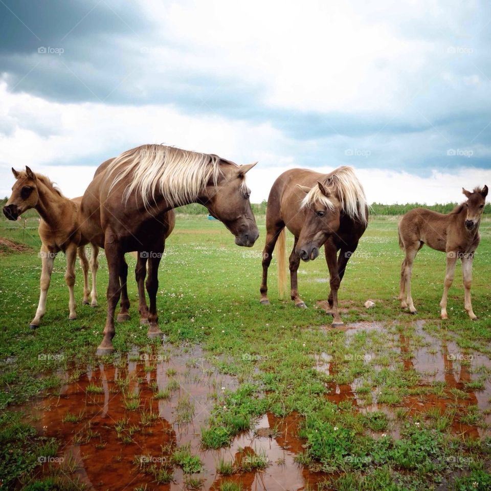 Horse family portrait 