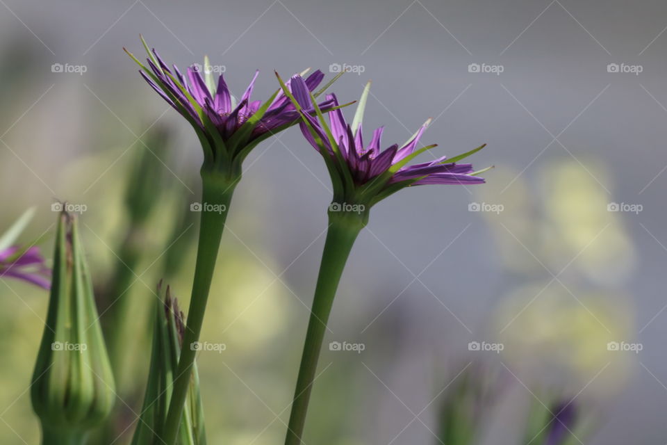 Wild flowers symmetrically positioned