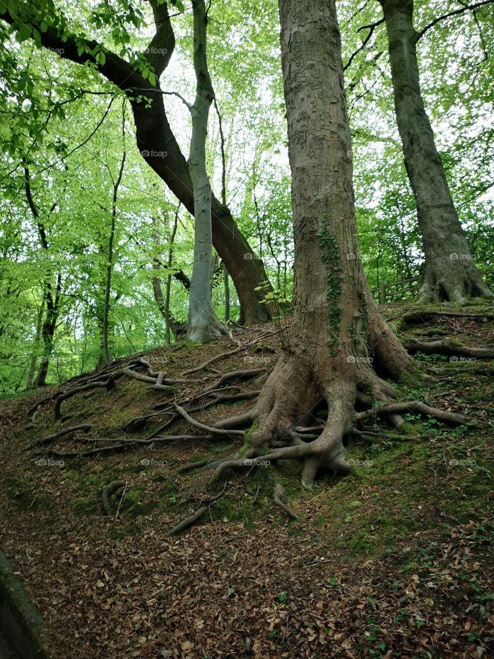 tree roots