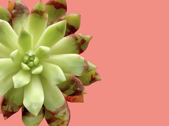 Backgrounds, copy space, plants, beautiful unique succulent against orange background 