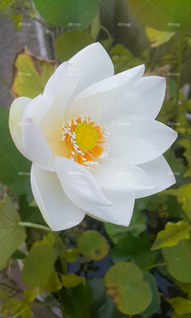 lotus flower