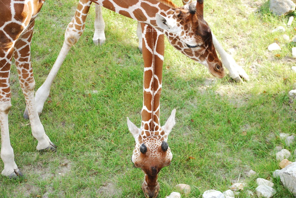 Giraffe looking down
