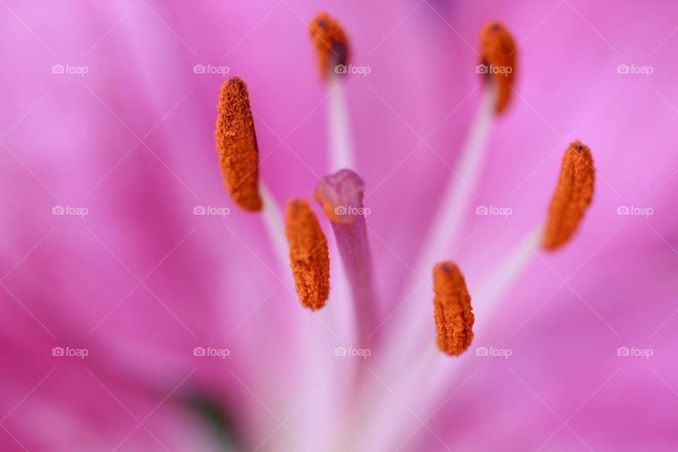 Close-up of a Pink orchid 