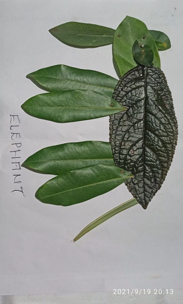 leaf art