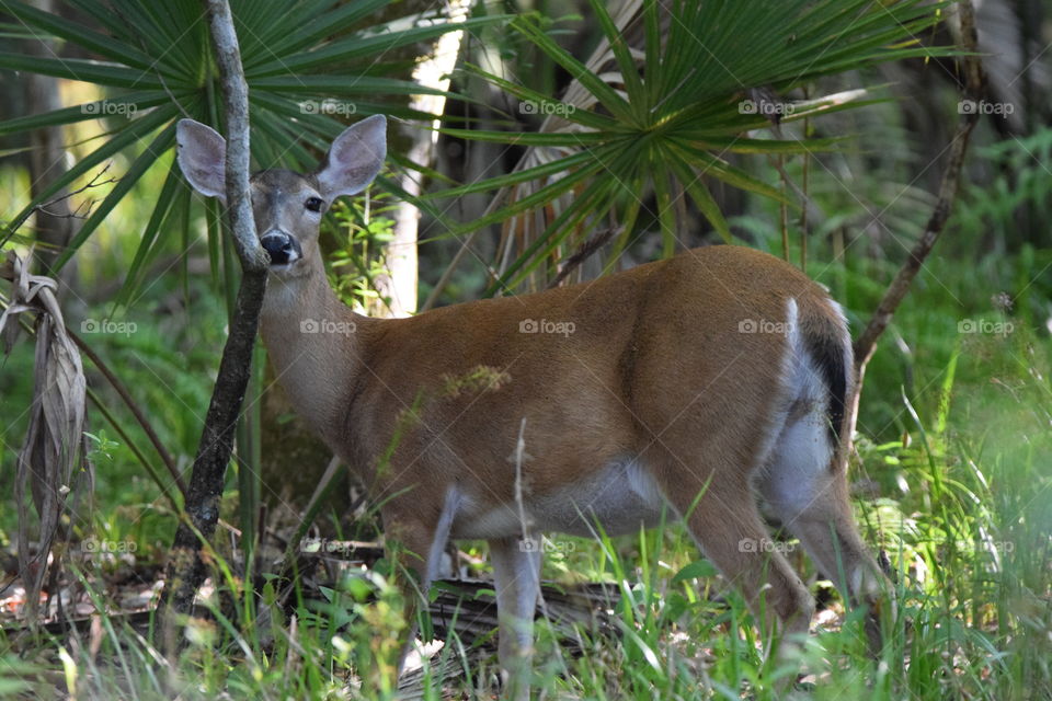 Deer hides behind a branch