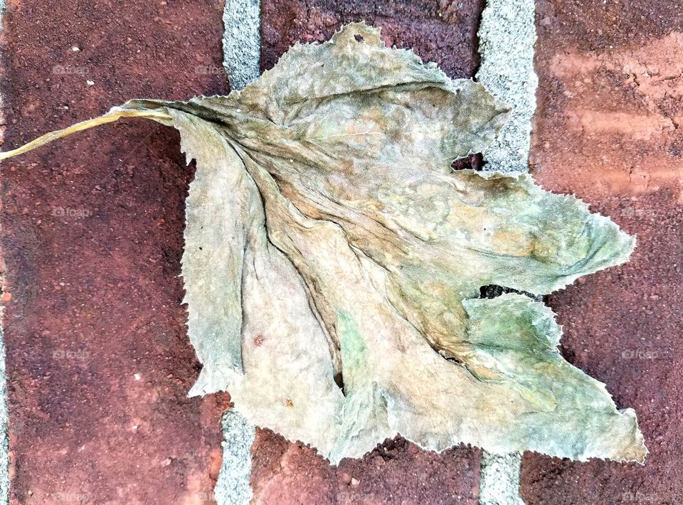 dried squash leaf on