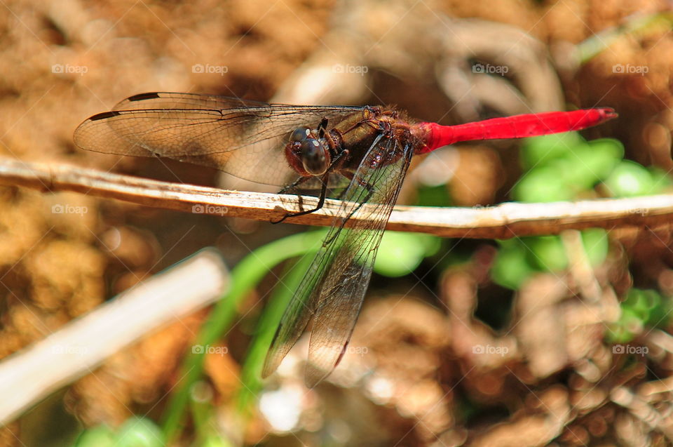 Red Dragonfly.