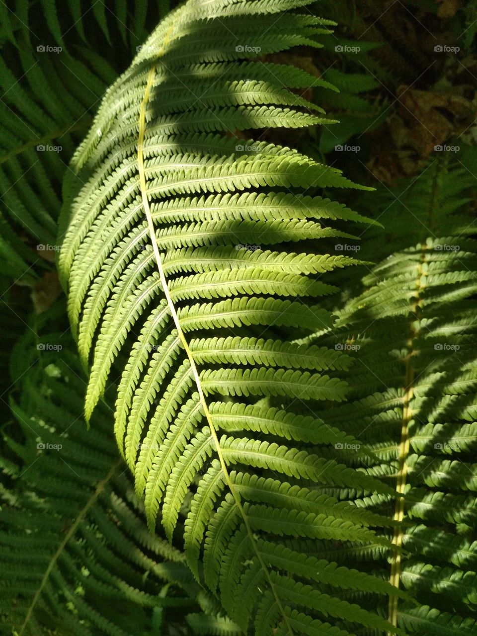fern