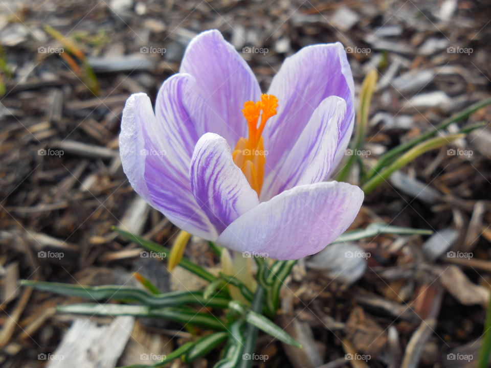 purple striped white crocus