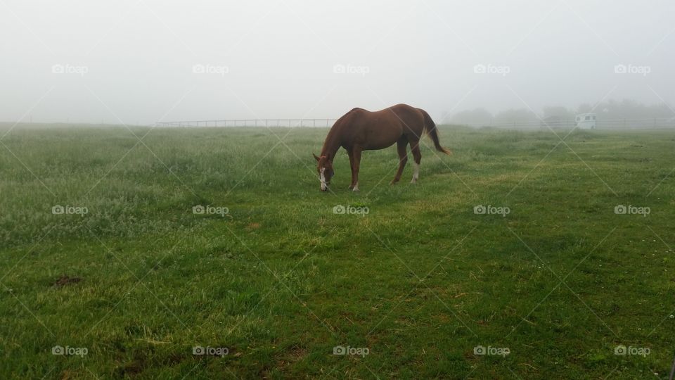 Mammal, Grass, Cavalry, Hayfield, Pasture