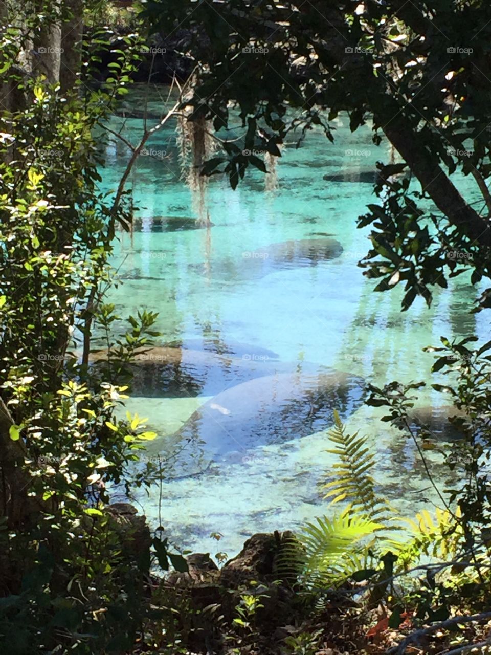 Florida manatee 