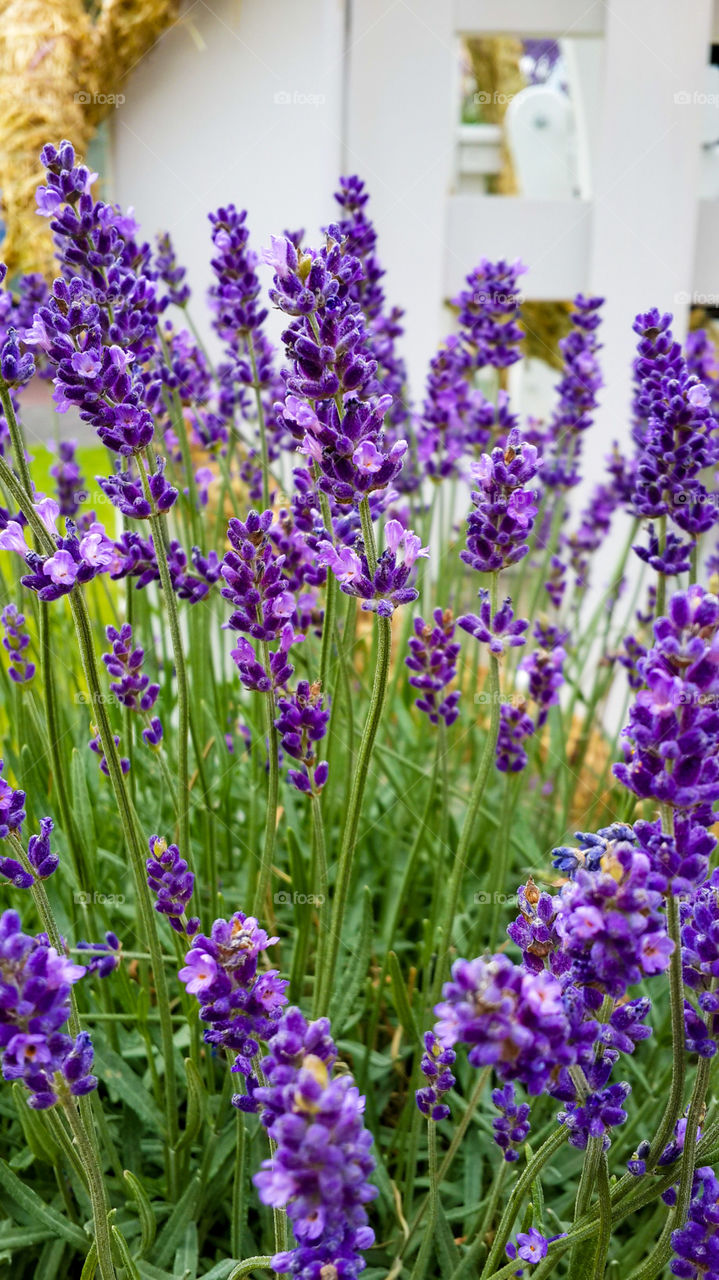 Close-up of Lavender