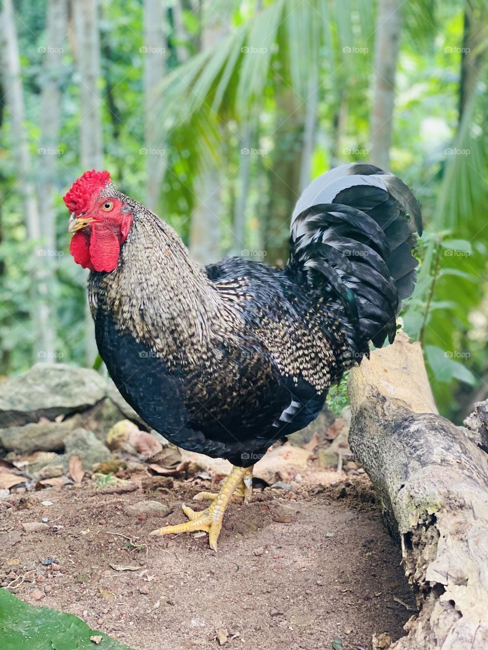 Hen