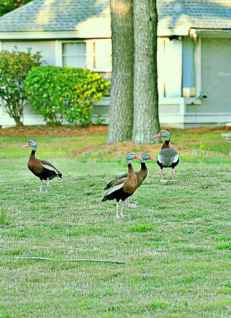 Black bellied Whistling Ducks 