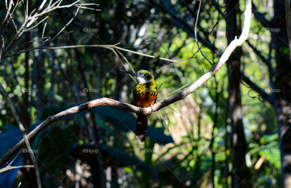 I found this beautiful hummingbird in the backyard, he seemed to love the photo section I made of him.