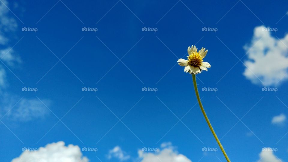 flower and blue sky background
