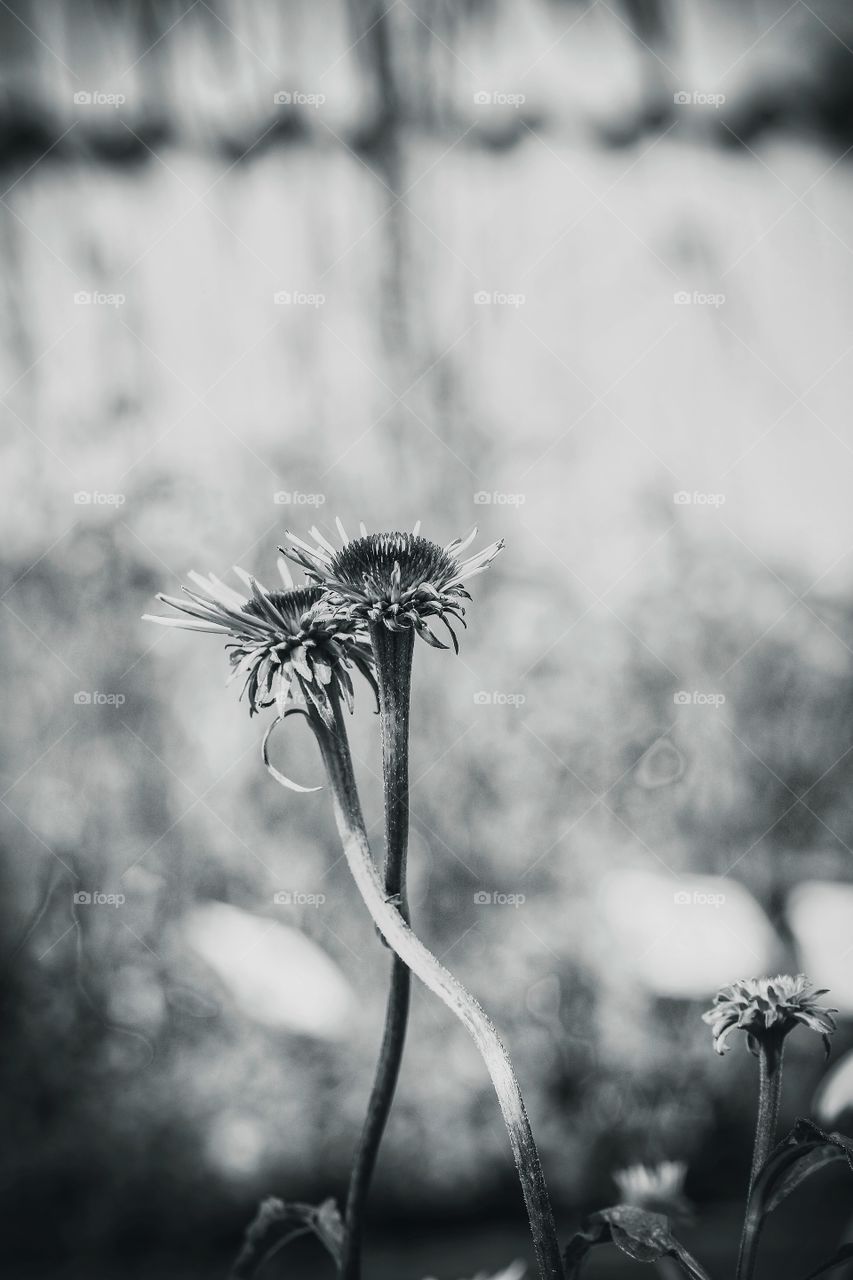 Dance with me to the end of love