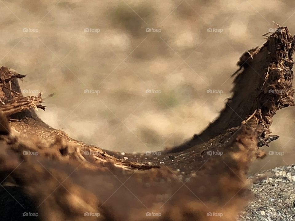 A close-up view our tree bark