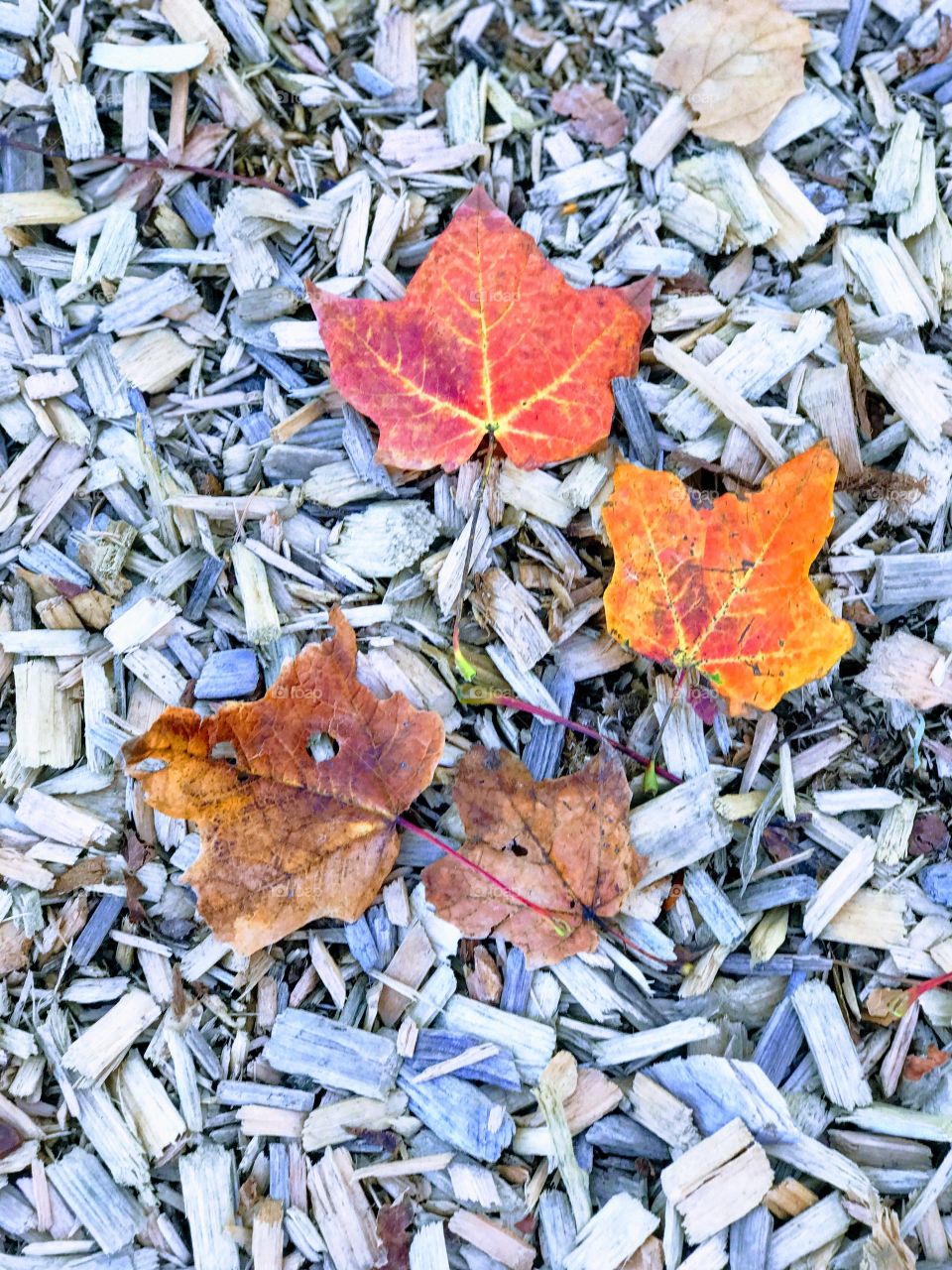 Leaf, Fall, Desktop, Nature, Dry
