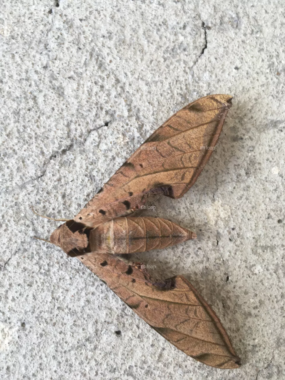 Borboleta 