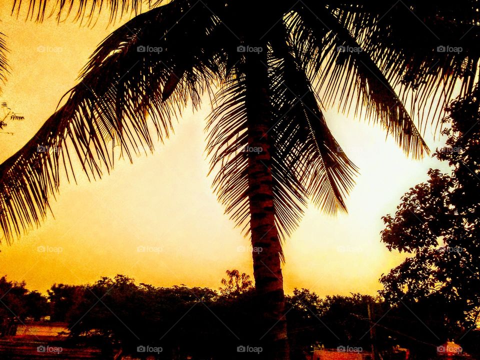 Sunfall coconut tree