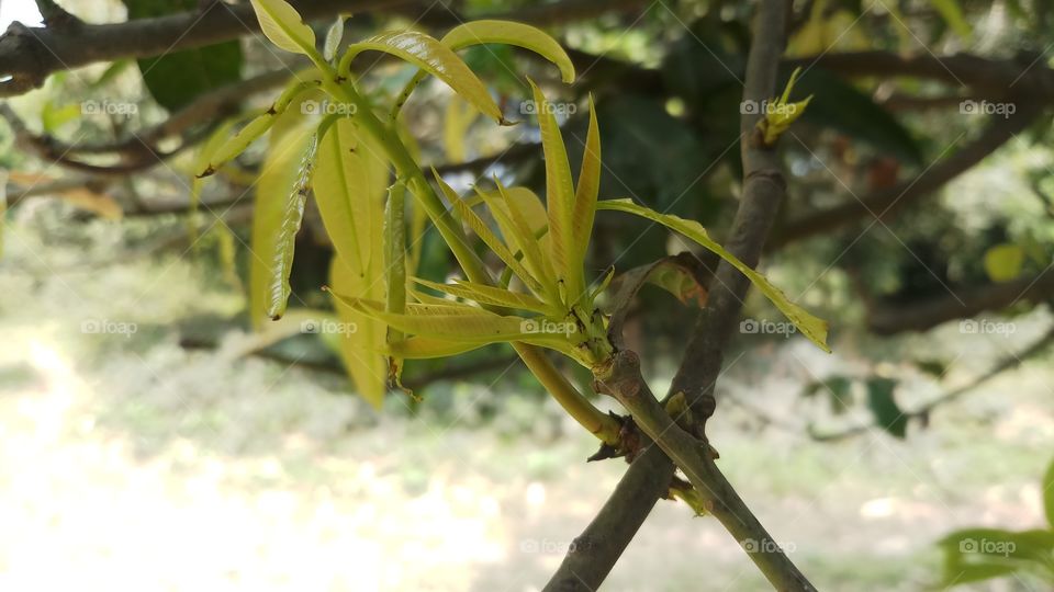 New leaves of tree in Spring time.