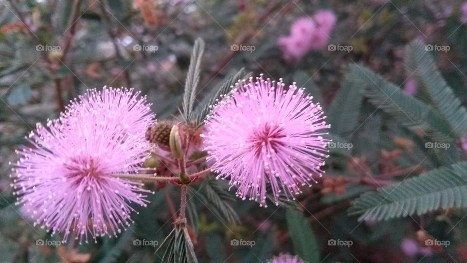 Pink milk thistle flower in bloom