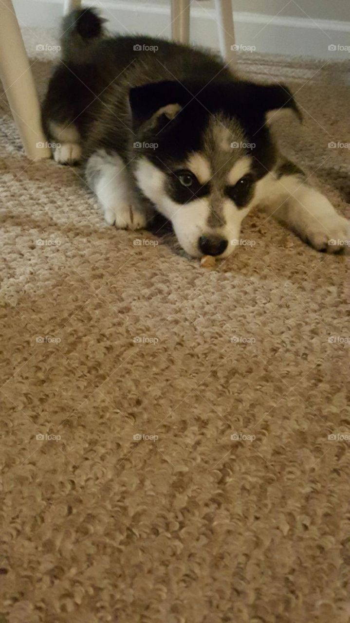Alaskan Klee Kai puppy getting a treat from new family. 