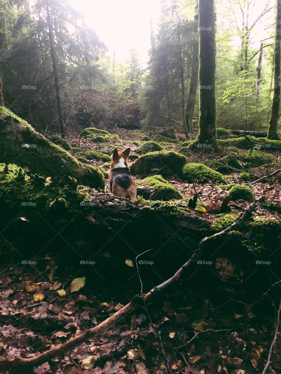 Dog in the forest