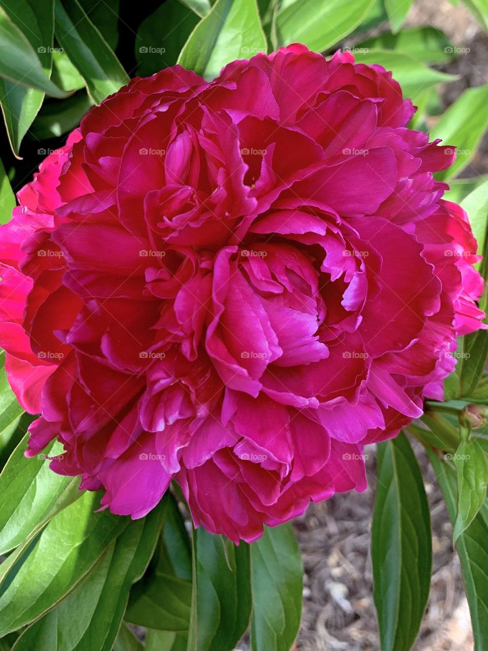 Megapeony 