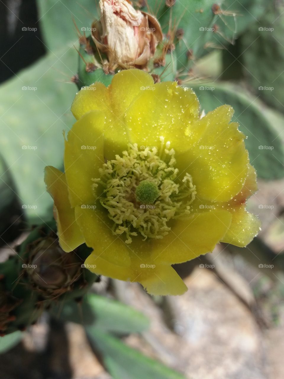 flower#nature#color#cactus