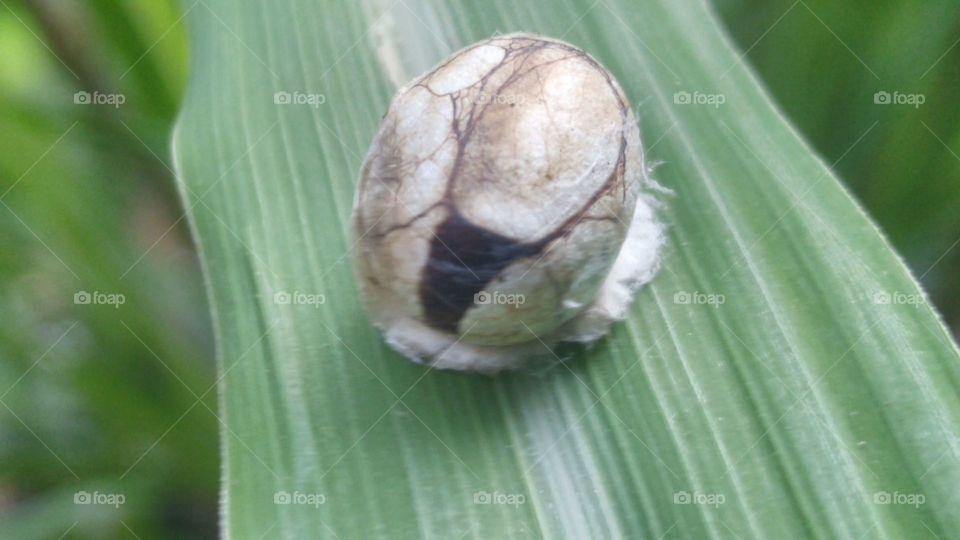 The cocoon is attached to the leaf.