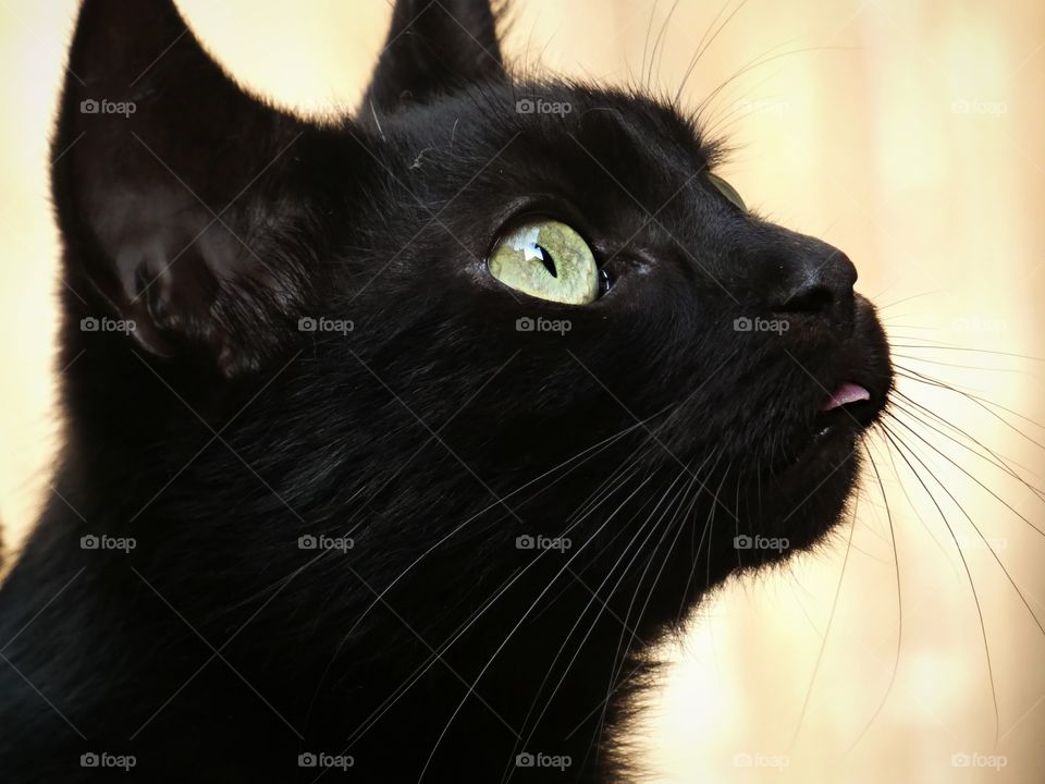 portrait of a Black cat