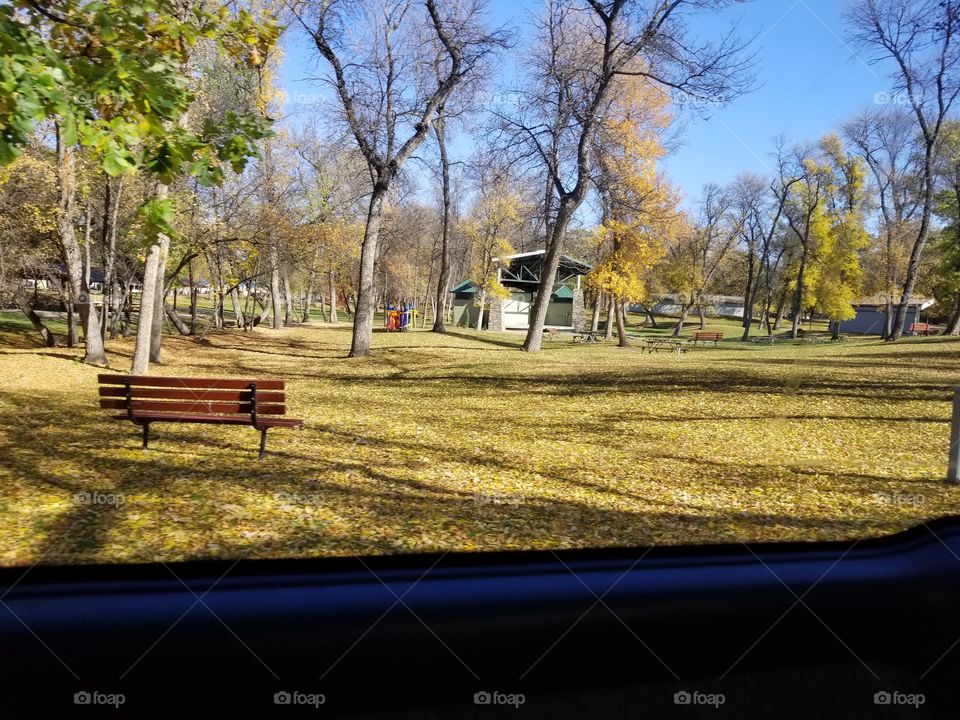 Tree, Fall, Bench, Park, Landscape