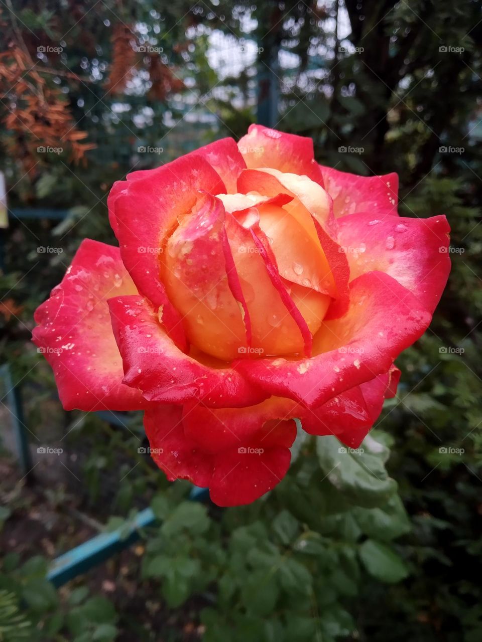 rose