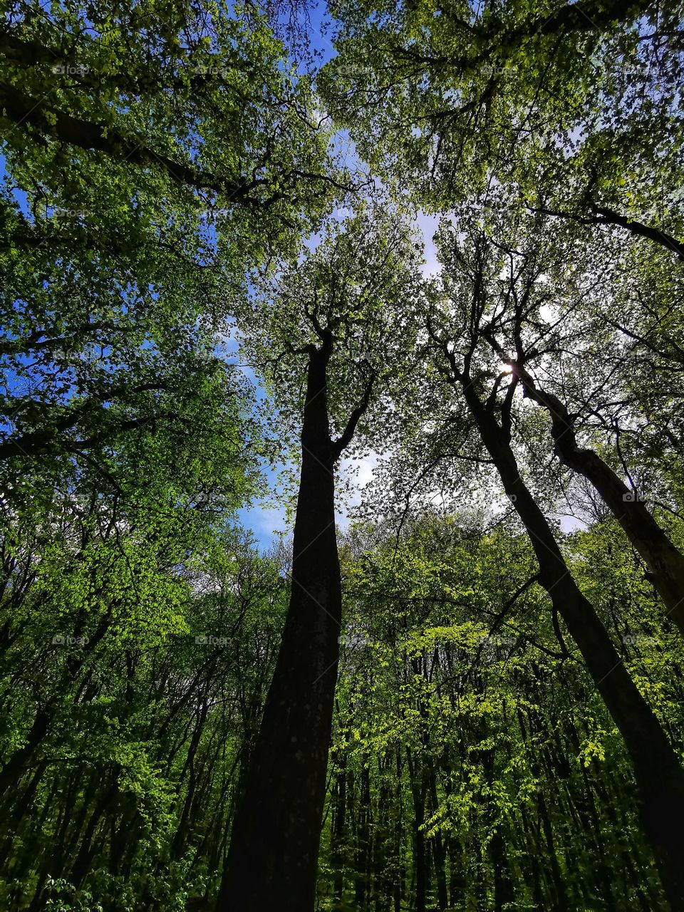 From up to above trees sky leaves wild forest greens sky clouds nature view eco focus day part