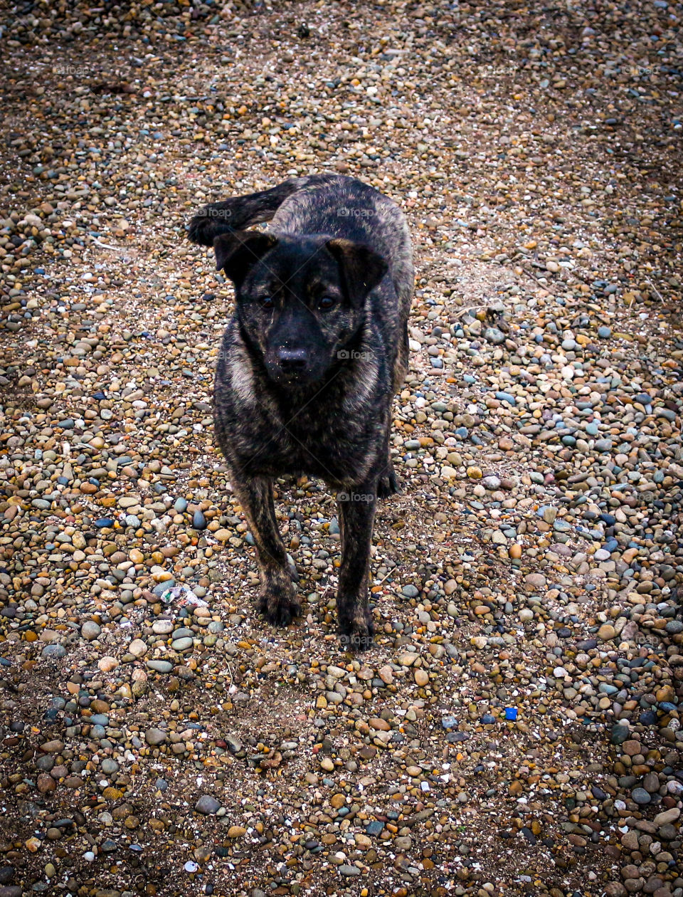 The dog was walking on the beach.
