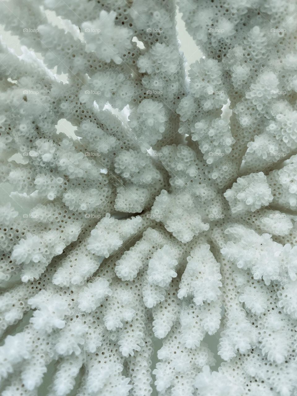 Close up photo of white corals in full framed.