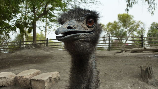 An Ostrich Surprised