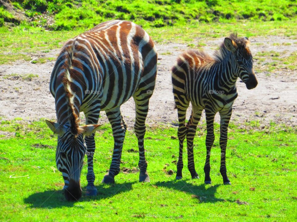 Mamma and baby zebras