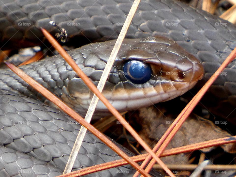 Slithery snake slinks across the forest floor with close up of snake eye