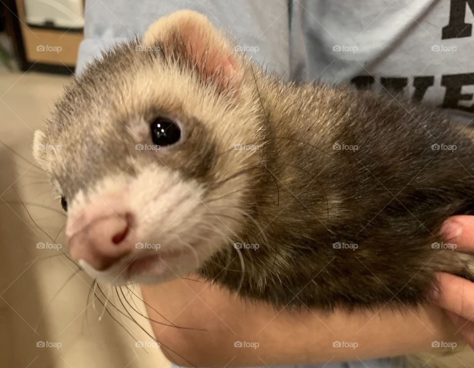 Close up of ferret 