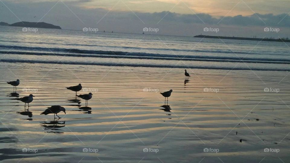 Seagulls near the beach looking to eat.